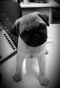 Perrt The Pug